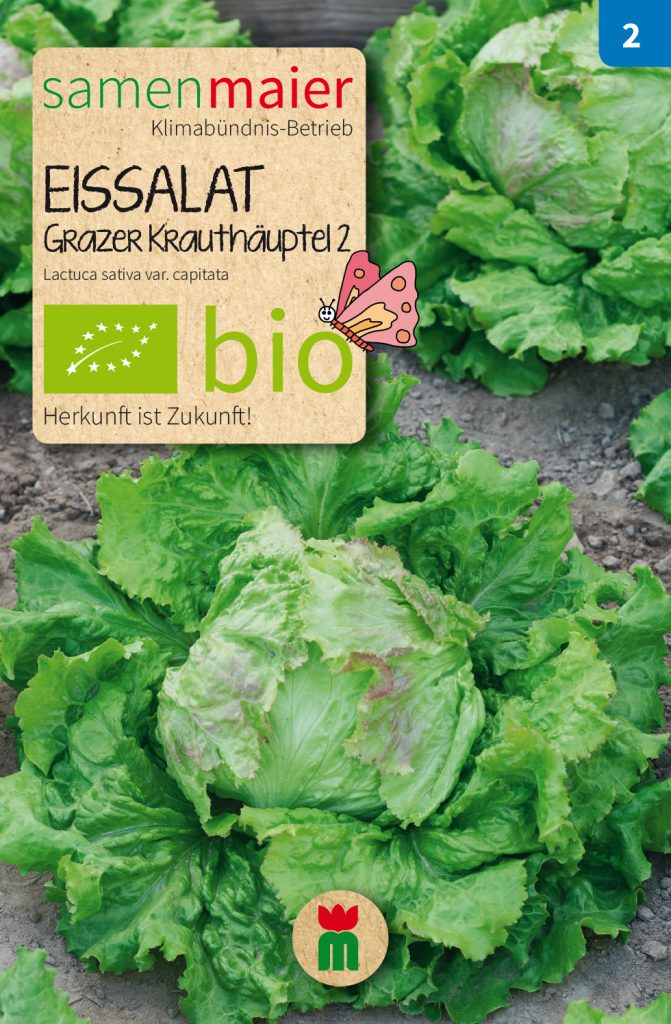 BIO Gemüsesamen Eissalat "Grazer Krauthäuptel 2"